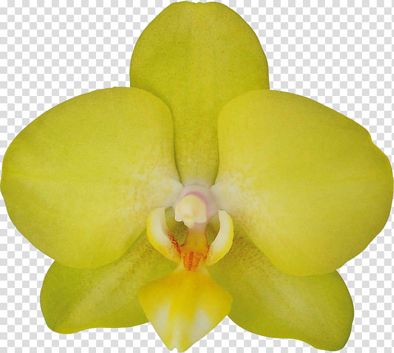 Orchid Flower, Moth Orchids, Yellow, Cattleya Orchids, Petal, Flower Bouquet, Cultivar, ru transparent background PNG clipart