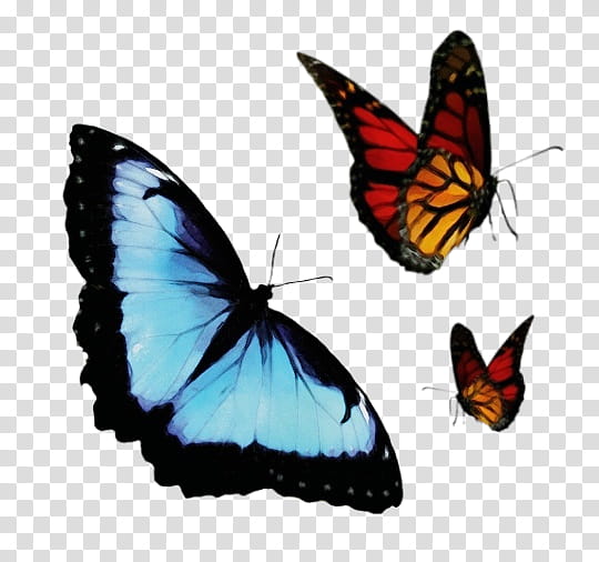 Watercolor Butterfly, Paint, Wet Ink, Insect, Smithsonian National Museum Of Natural History, Menelaus Blue Morpho, Monarch Butterfly, Smithsonian Institution Offices transparent background PNG clipart