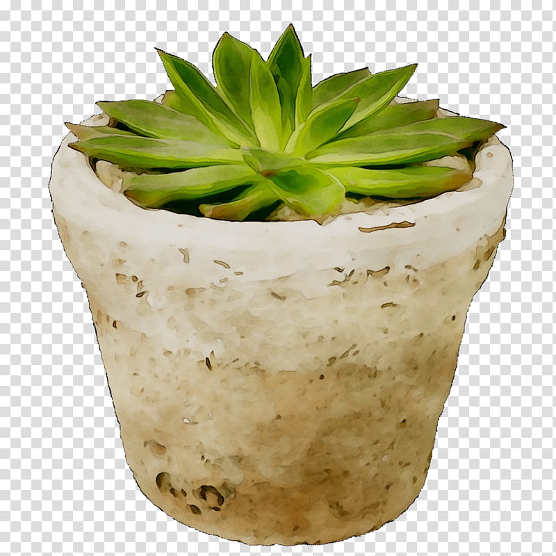 Aloe Vera, Succulent Plant, Agave, Cactus, Plants, Desert, Flowerpot, Agave Cactus transparent background PNG clipart