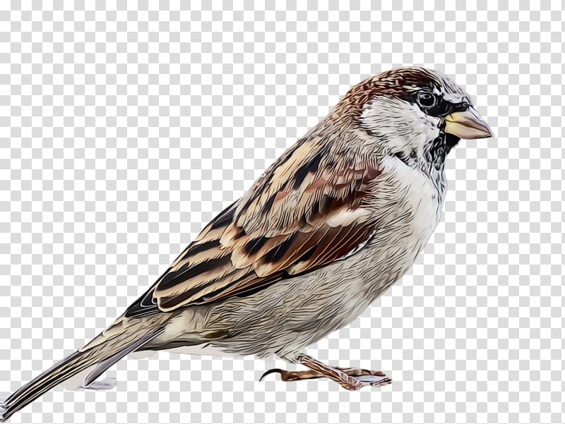 bird house sparrow sparrow beak chipping sparrow, Watercolor, Paint, Wet Ink, Song Sparrow, Perching Bird, Songbird, Swamp Sparrow transparent background PNG clipart