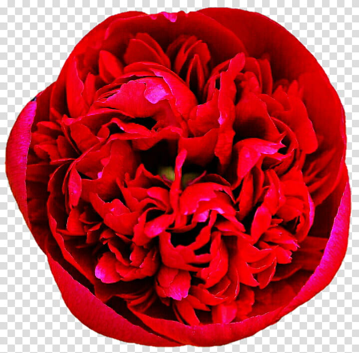 Candy Apple Red Peony transparent background PNG clipart