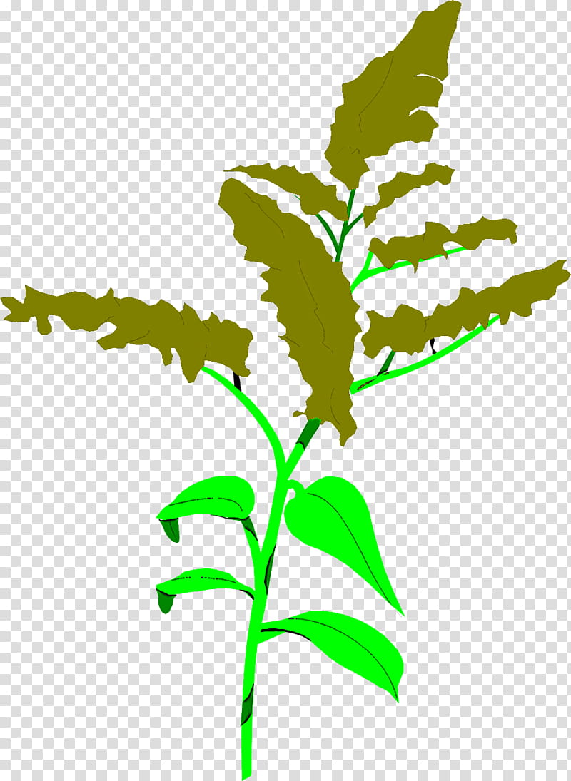 leaf flower plant plant stem goldenrod transparent background PNG clipart