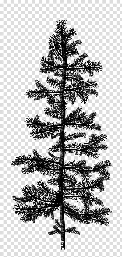 Pine Silhouettes, gray pine tree illustration transparent background PNG clipart