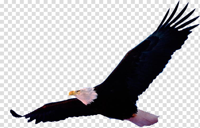 Eagle Bird, Bald Eagle, Drawing, Mobile Phones, Golden Eagle, Eagle Feather Law, Bird Of Prey, Beak transparent background PNG clipart
