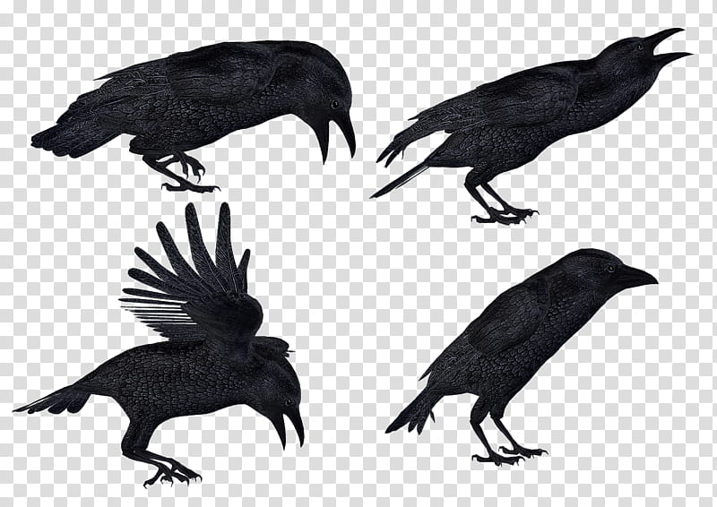 Crows  , black crow collage transparent background PNG clipart