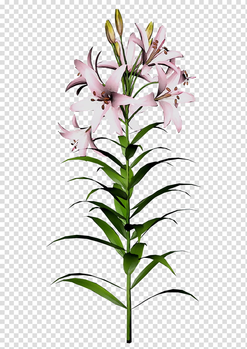 Easter Lily, Flower, Orange Lily, Tiger Lily, Arumlily, Madonna Lily, Plant Stem, Cut Flowers transparent background PNG clipart