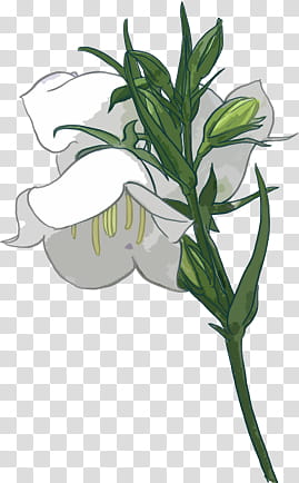 , white lily flower cartoon transparent background PNG clipart