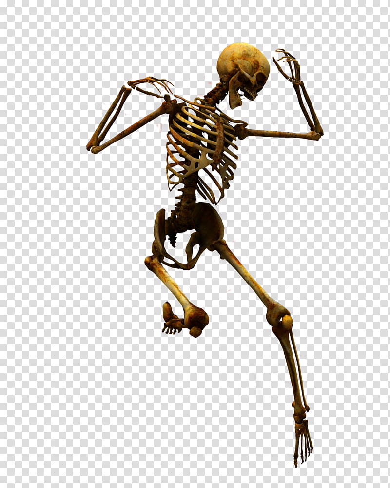 E S Bones I, human skeleton illustration transparent background PNG clipart