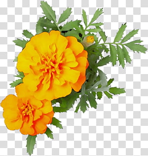 Orange, Watercolor, Paint, Wet Ink, Flower, Tagetes, Yellow, Plant transparent background PNG clipart thumbnail
