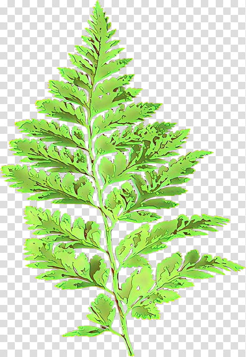 Cartoon Nature, Fern, Leaf, Barnsley Fern, Plants, Vascular Plant, Plant Stem, Iterated Function System transparent background PNG clipart