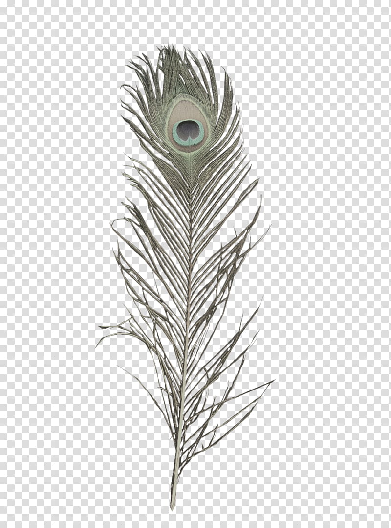 Albino Peacock Feather, gray feather transparent background PNG clipart
