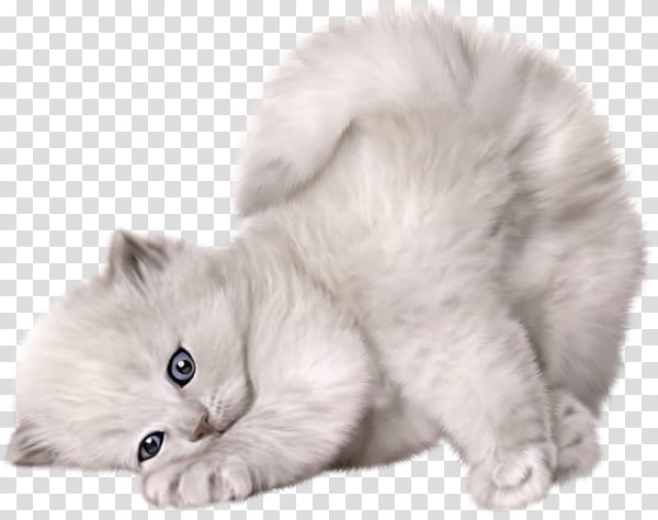 Sexy Kitty C transparent background PNG clipart