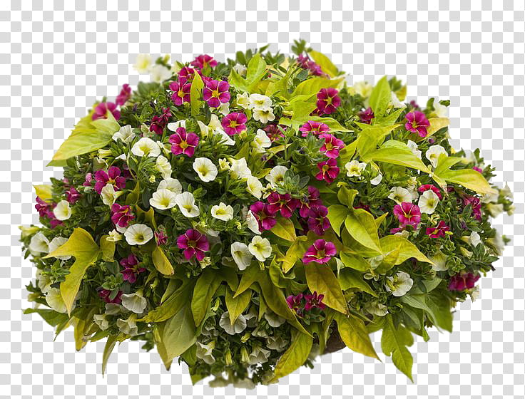 Floral Flower, Hanging Basket, Container Garden, Floral Design, Plants, Annual Plant, Lobelias, Flowerpot transparent background PNG clipart