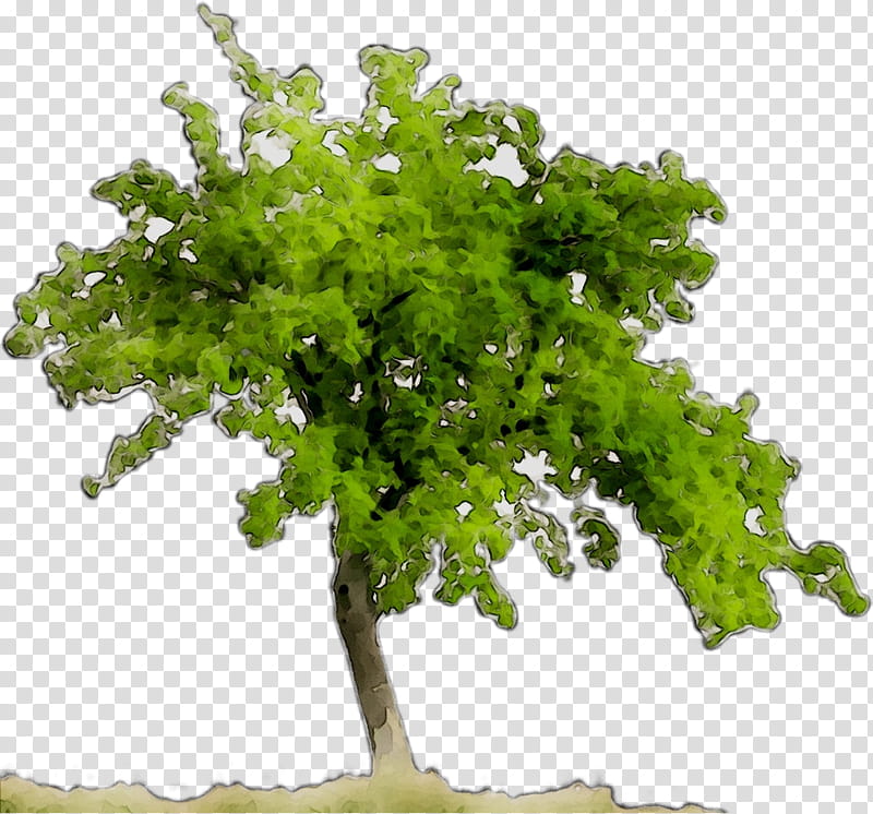 Oak Tree Leaf, Swietenia Mahagoni, Shrub, Mahogany, Swietenia Macrophylla, Green, Plant, Flower transparent background PNG clipart
