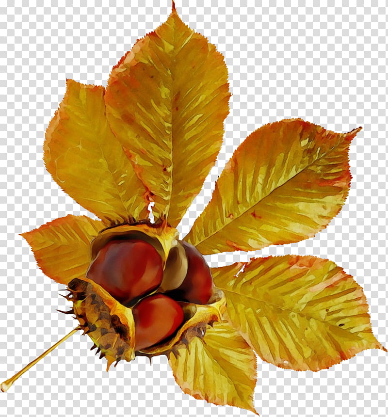 Horse Chestnut Tree, Watercolor, Paint, Wet Ink, Acorn, Fruit, Drawing, Leaf transparent background PNG clipart