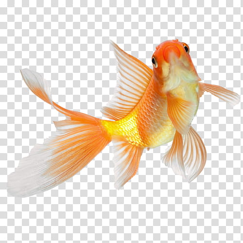 Orange, Fish, Goldfish, Fin, Feeder Fish, Tail, Bonyfish, Marine Biology transparent background PNG clipart