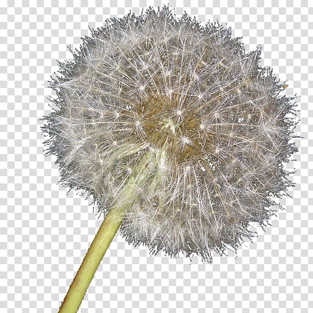 Globe, Dandelion, Flower, Plant, Pollen, Globe Thistle transparent background PNG clipart