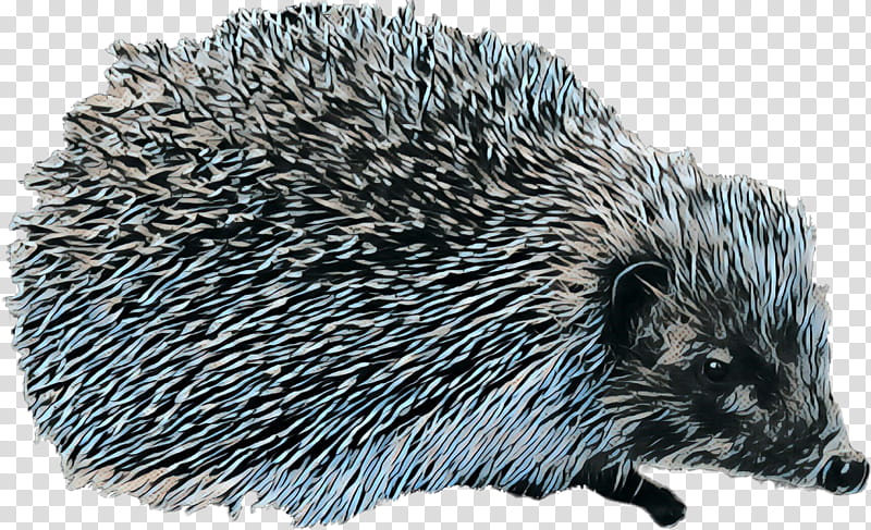 Domesticated Hedgehog Hedgehog, Porcupine, European Hedgehog, Animal, Echidna, Pet, Domestication, Erinaceidae transparent background PNG clipart