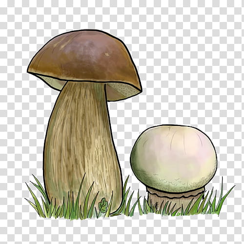 Mushroom, Pleurotus Eryngii, Penny Bun, Poetry, Fungus, Porch, Rain, Hideandseek transparent background PNG clipart