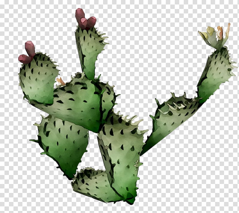 Cactus, Barbary Fig, Eastern Prickly Pear, Commerce, Company, Plant Stem, Plants, Stephen Russell transparent background PNG clipart