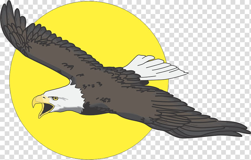 Eagle Drawing, Bald Eagle, Cartoon, Poster, Bird, Bird Of Prey, Accipitridae, Golden Eagle transparent background PNG clipart