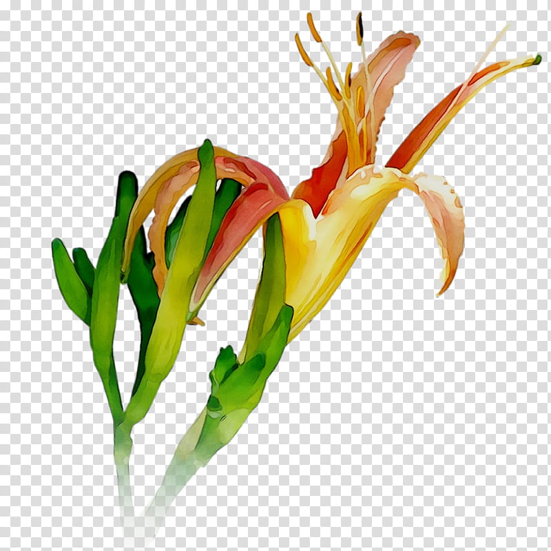 Flowers, Petal, Cut Flowers, Plant Stem, Plants, Pedicel, Fire Lily transparent background PNG clipart