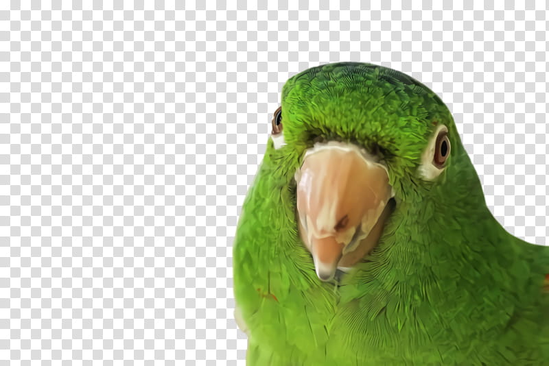 Lovebird, Beak, Parakeet, Green, Parrot, Adaptation, Perico, Budgie transparent background PNG clipart