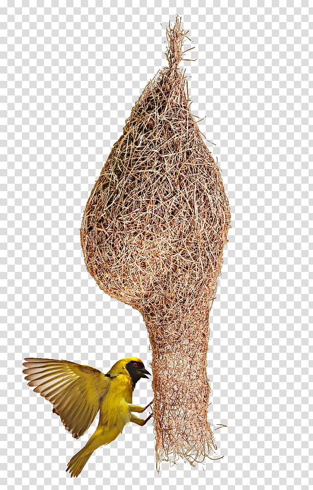 Premium Photo  Baya weaver bird nest