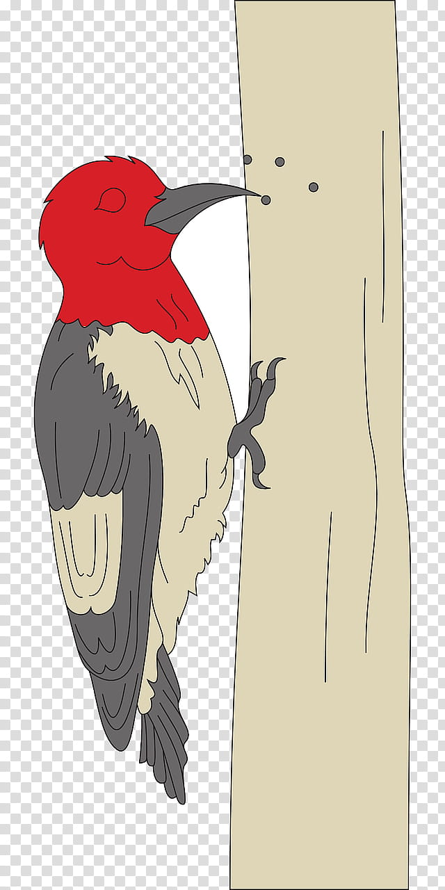 Woody Woodpecker, Redheaded Woodpecker, Bird, Red Headed Woodpecker, Beak, Piciformes transparent background PNG clipart
