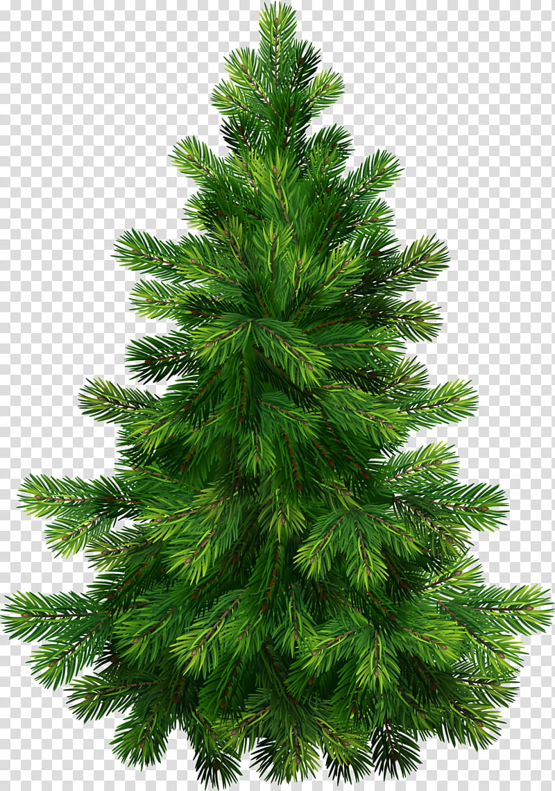 Christmas, green holiday tree transparent background PNG clipart