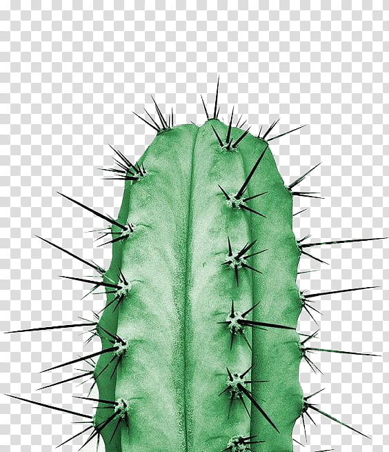 Cactus , selective focus of green cactus transparent background PNG clipart