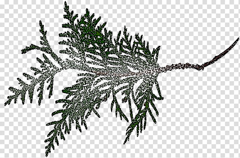 Fern, Shortleaf Black Spruce, Oregon Pine, Tree, Jack Pine, Branch, Colorado Spruce, Plant transparent background PNG clipart