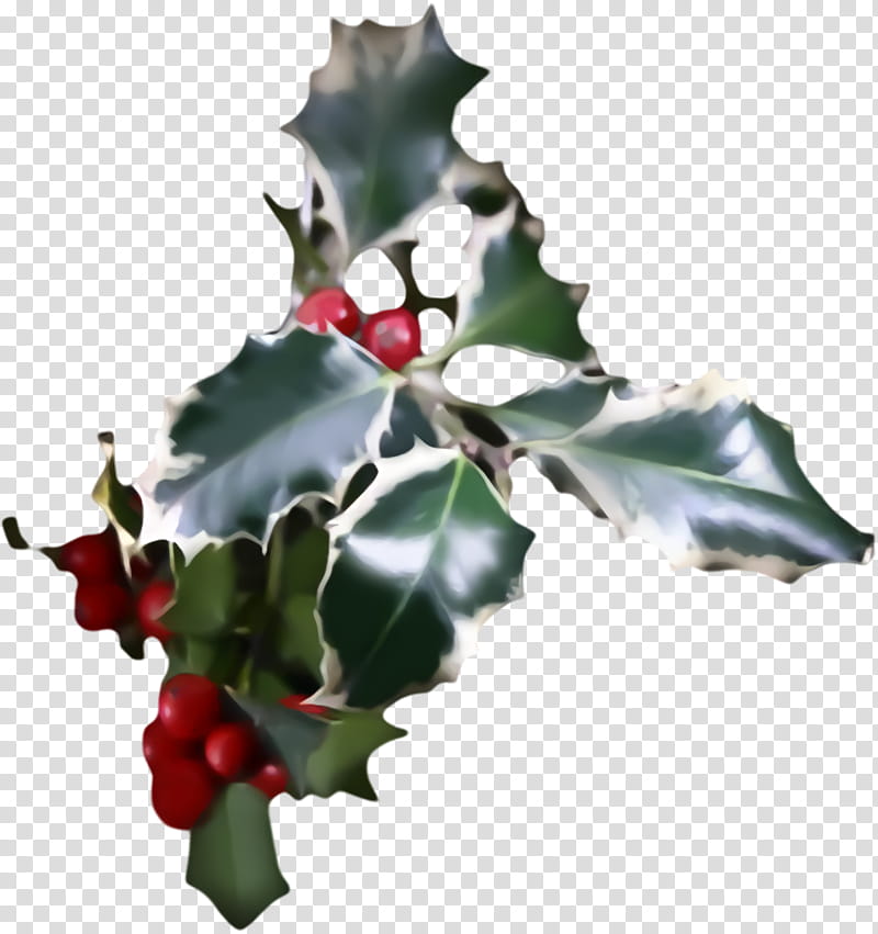 christmas holly Ilex holly, Christmas , American Holly, Plant, Flower, Hollyleaf Cherry, Tree, Plane transparent background PNG clipart