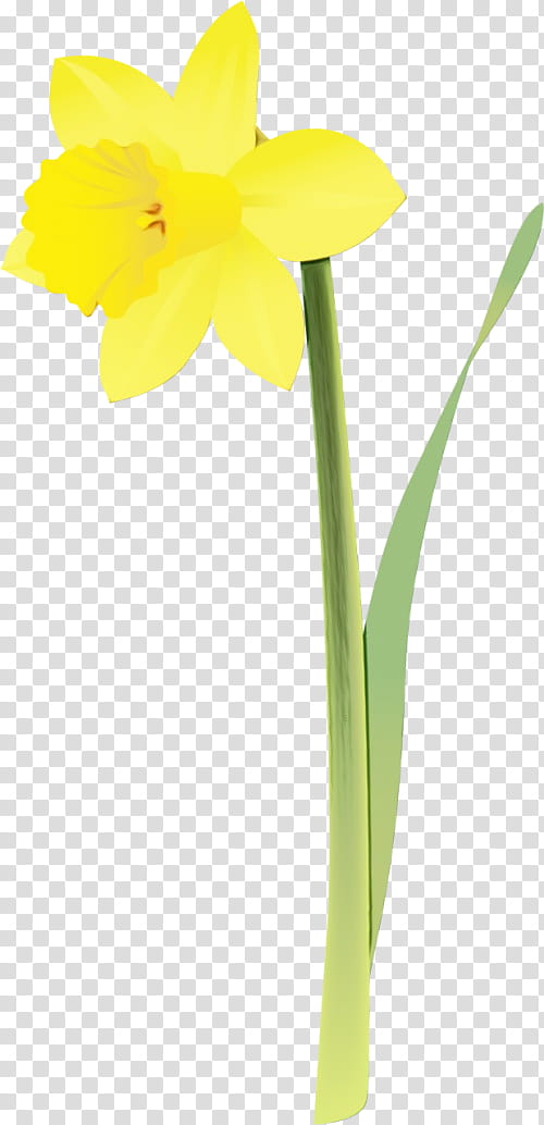 Flowers, Cut Flowers, Plant Stem, Narcissus, Yellow, Flowerpot, Petal, Plants transparent background PNG clipart