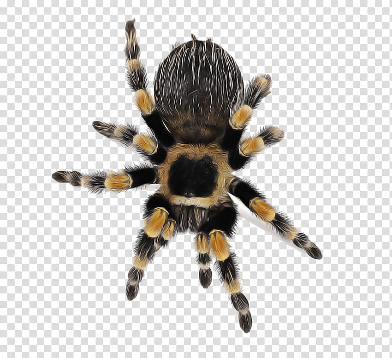 Spider Tarantula Arachnid Orb Weaver Spider Insect Orbweaver