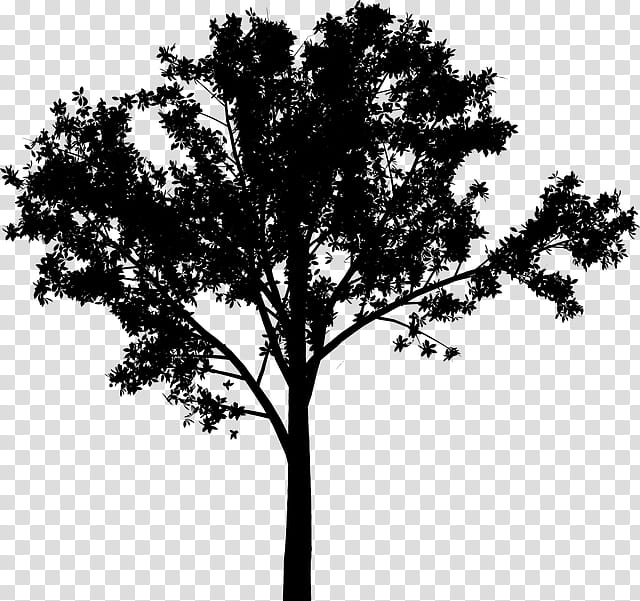 Oak Tree Silhouette, Leaf, Sky, Branching, Woody Plant, Plant Stem ...