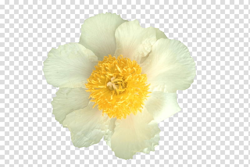 Flower White, Peony, Herbaceous Plant, Plants, Yellow, Petal transparent background PNG clipart