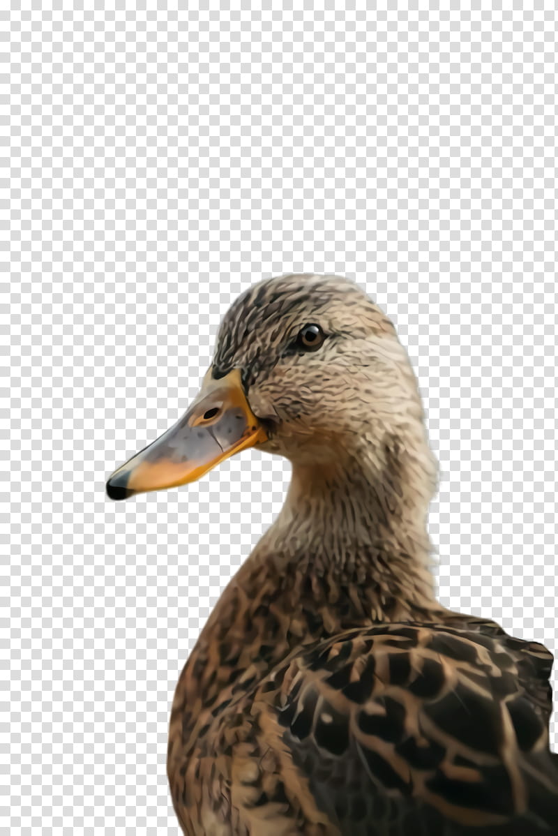 bird duck beak mallard ducks, geese and swans, Ducks Geese And Swans, Water Bird, Waterfowl, American Black Duck, Goose transparent background PNG clipart