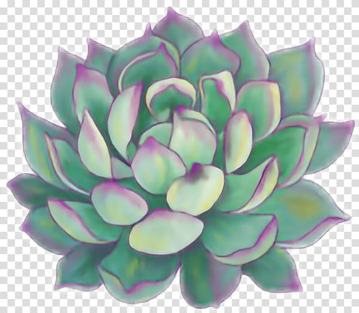 White Lily Flower, Sticker, Succulent Plant, Plants, Cactus, Sticker Set, Drawing, Watercolor Painting transparent background PNG clipart