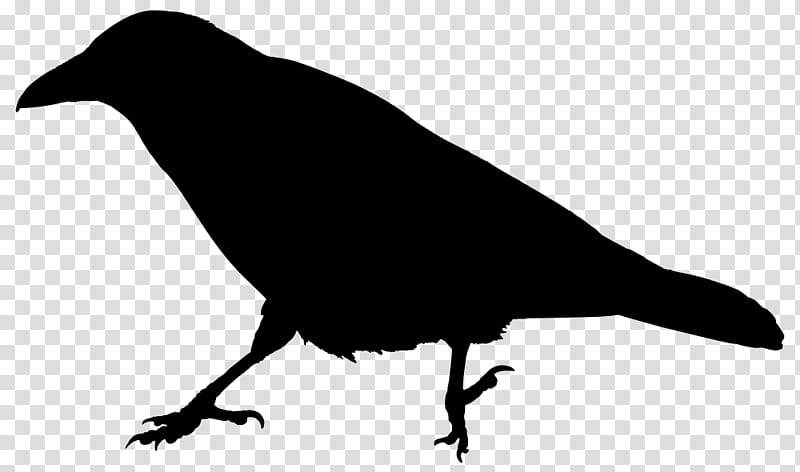 Robin Bird, Common Raven, Crow, Silhouette, Crows, Crow Family, Vertebrate, Beak transparent background PNG clipart