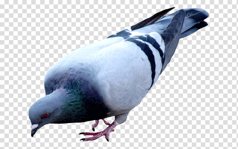 Cartoon Bird, Homing Pigeon, Racing Homer, Oriental Roller, Fantail Pigeon, Tumbler Pigeons, Pigeon Racing, Pigeons And Doves transparent background PNG clipart
