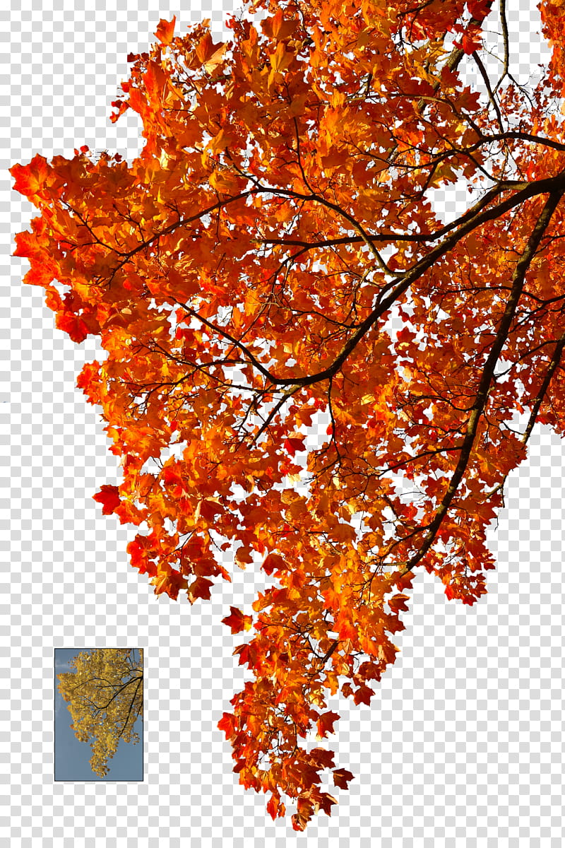 Autumn leaves , orange maple tree transparent background PNG clipart