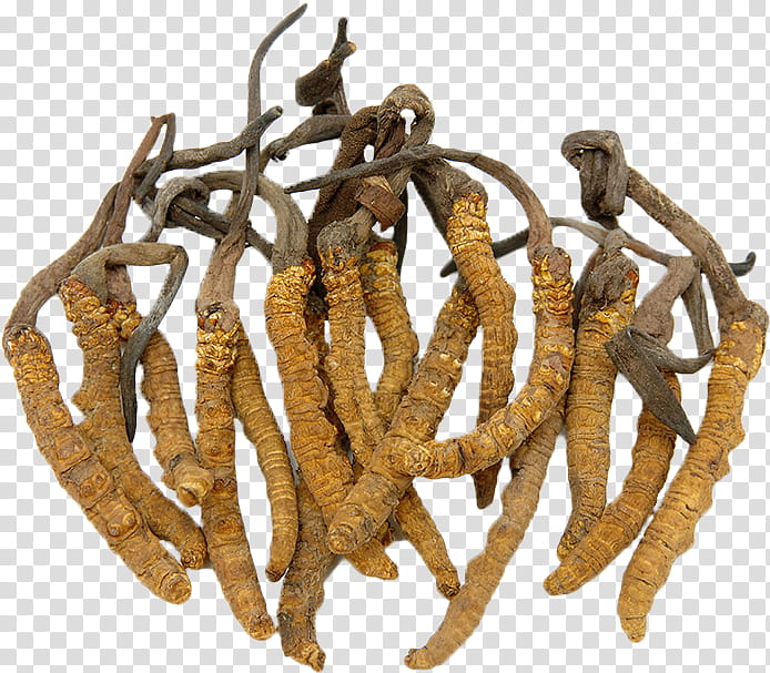 Caterpillar, Caterpillar Fungus, Cordyceps, Medicinal Fungi, Traditional Chinese Medicine, Lingzhi Mushroom, Extract, Health transparent background PNG clipart