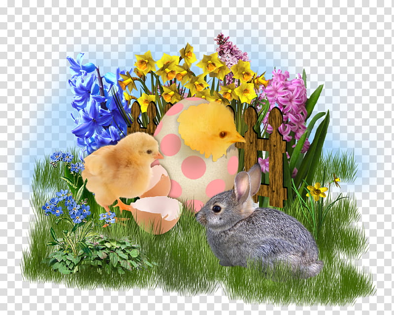 yellow chick hatching beside gray rabbit illustration transparent background PNG clipart