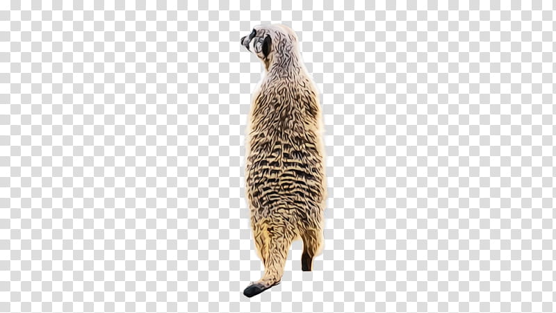 meerkat mongoose tail viverridae wildlife, Watercolor, Paint, Wet Ink transparent background PNG clipart