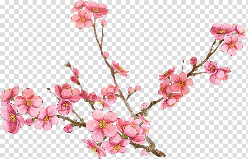 Cherry blossom, Flower, Plant, Pink, Branch, Spring
, Petal, Twig transparent background PNG clipart