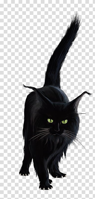 Black Cat Halloween, Bombay Cat, Halloween , Witch, Claw, Animation, Whiskers, Snout transparent background PNG clipart