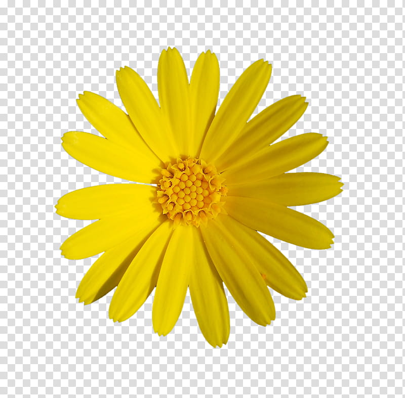 Yellow Flowers, yellow daisy flower transparent background PNG clipart