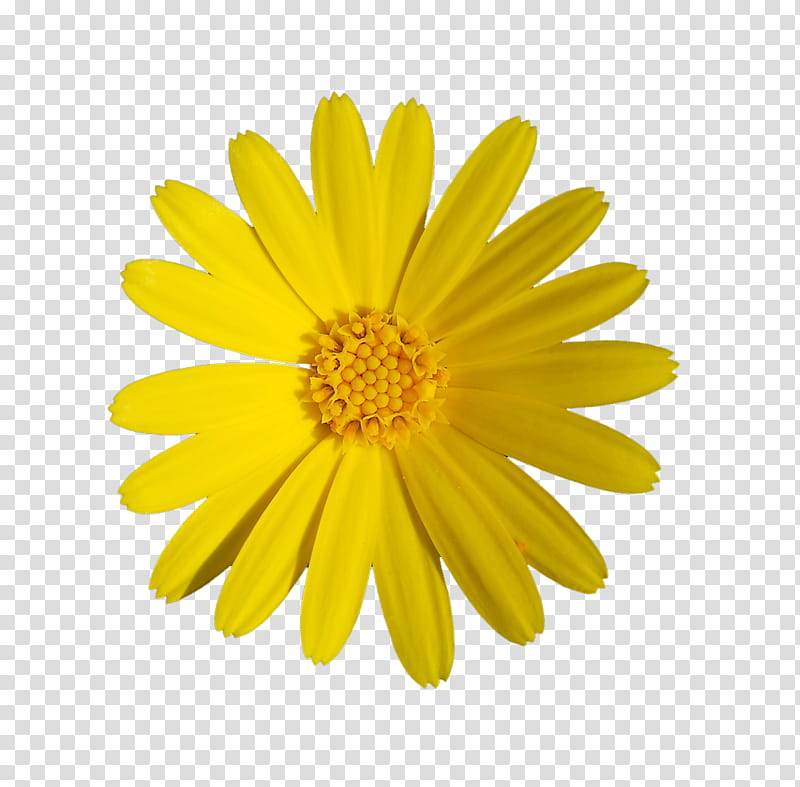 yellow flowers yellow daisy flower transparent background png clipart hiclipart yellow flowers yellow daisy flower