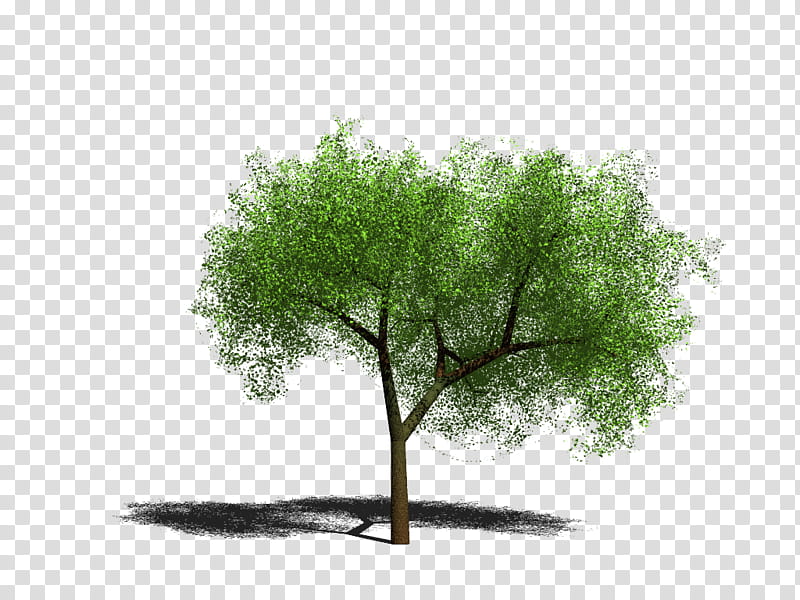 Green Grass, Tree, Flag Of Kurdistan, Branch, Web Design, Kurds, Plant, Woody Plant transparent background PNG clipart